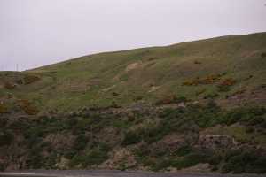 HARINGTON-POINT-DUNEDIN (42)